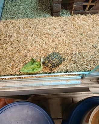 Tartarughe di terra