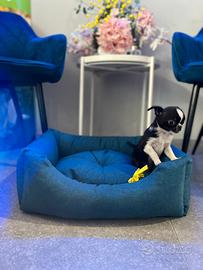 Chihuahua mini bianco nero