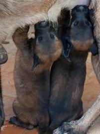 Cuccioli di Pastore Belga Malinois