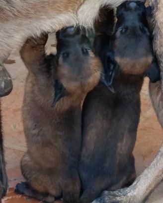 Cuccioli di Pastore Belga Malinois