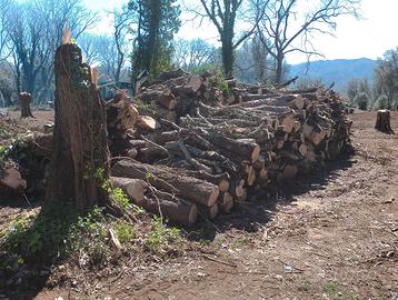 Legna da ardere ulivo