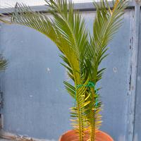 Cycas Revoluta 