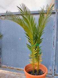 Cycas Revoluta 