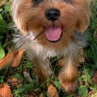 Yorkshire terrier maschio per accoppiamento