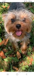 Yorkshire terrier maschio per accoppiamento