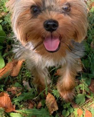 Yorkshire terrier maschio per accoppiamento