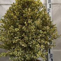 Buxus semprevirens variegato