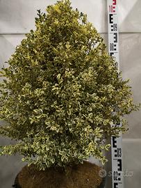 Buxus semprevirens variegato