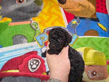 Barboncino mini toy nero & Toy 2 MASCHI