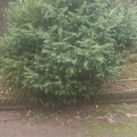 Albero per ripiantumazione