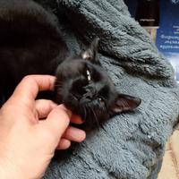 Gatto maschio vaccinato