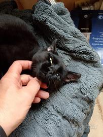 Gatto maschio vaccinato