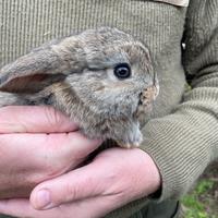 Cucciolo Coniglio Ariete Nano