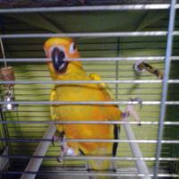 Pappagallo conuro del sole