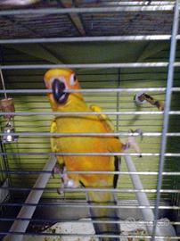 Pappagallo conuro del sole