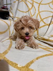 maltipoo maschietto linea russa 