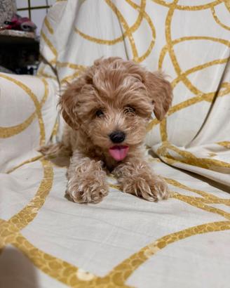 maltipoo maschietto linea russa 