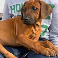 Cuccioli di razza Rhodesian Ridgeback