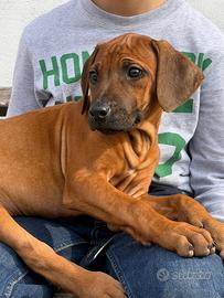 Cuccioli di razza Rhodesian Ridgeback