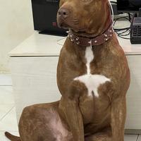 Adozione per Bullo pitbull maschio 3 anni