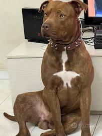 Adozione per Bullo pitbull maschio 3 anni