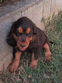 Cocker Spaniel con Pedigree Enci