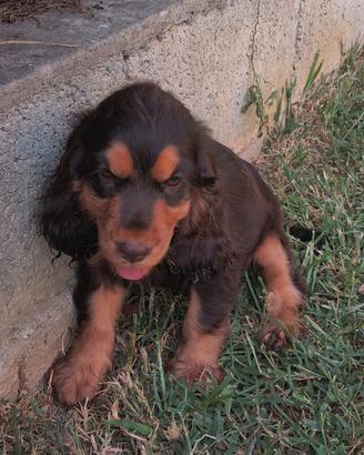 Cocker Spaniel con Pedigree Enci