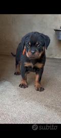 Cucciolo Rottweiler