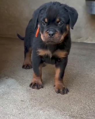 Cucciolo Rottweiler