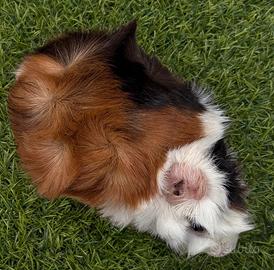 Cavia peruviana / porcellino d’india