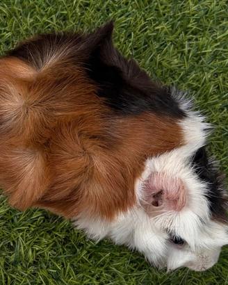 Cavia peruviana / porcellino d’india