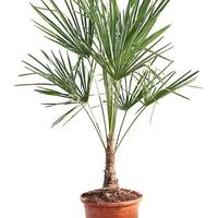 Palma di Fortune - 60 cm - 🌴 Giapponese