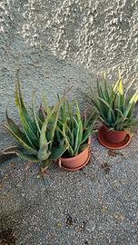 Coppia di piante di Aloe. 