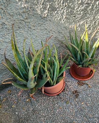 Coppia di piante di Aloe. 