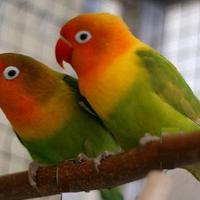 Inseparabili Fischer novelli e da imbecco