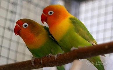 Inseparabili Fischer novelli e da imbecco