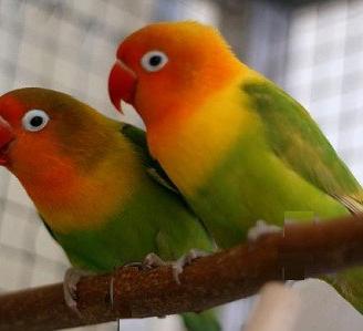 Inseparabili Fischer novelli e da imbecco