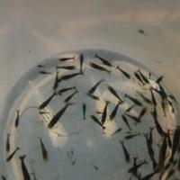 Neocaridine Davidi Green Jade super dark