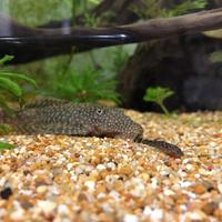 Avannotti di Ancistrus - Pesce pulitore