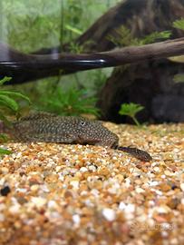 Avannotti di Ancistrus - Pesce pulitore