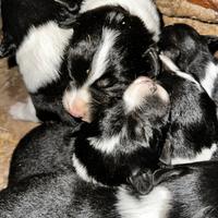 Bordercollie