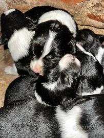 Bordercollie
