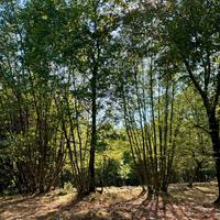 Terreno e Legna a Villa Santo Stefano (FR)