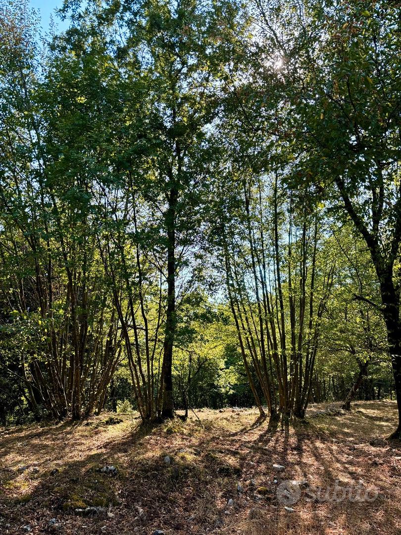Land, 19000 m²