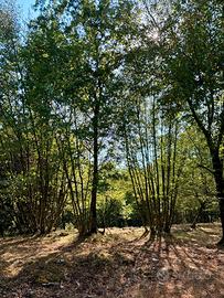 Terreno e Legna a Villa Santo Stefano (FR)