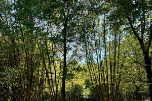 Terreno e Legna a Villa Santo Stefano (FR)