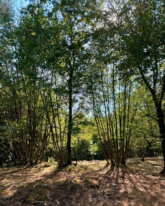 Terreno e Legna a Villa Santo Stefano (FR)