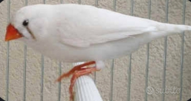 Coppia bianchi mascherati