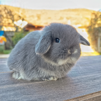 Cucciolo coniglio ariete nano
