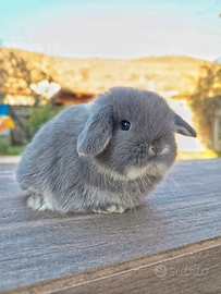 Cucciolo coniglio ariete nano
